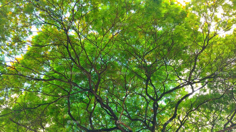 Arvore verde com muitos galhos.