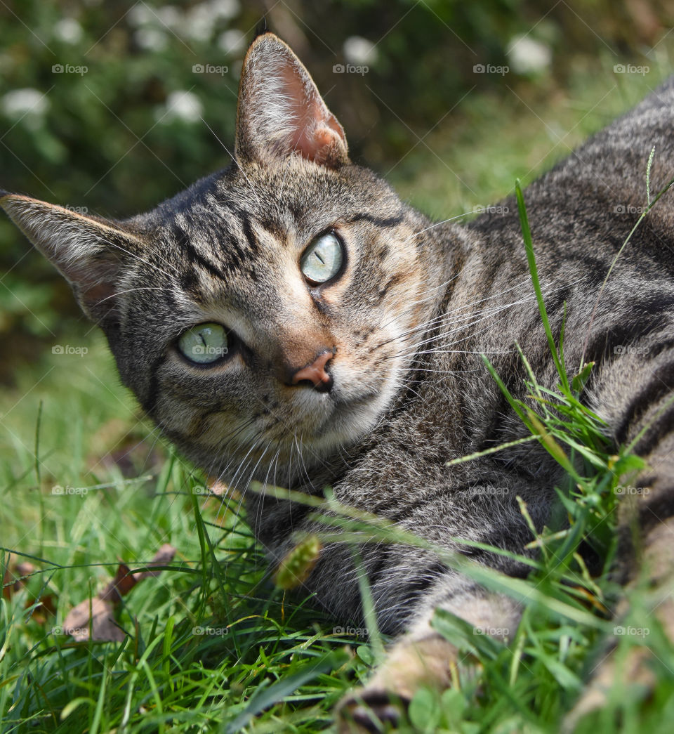 Cat closeup. Tabby, green eyes