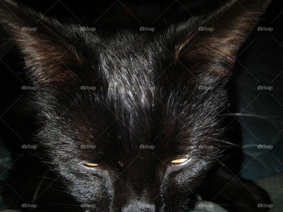 Front-top face shot of a black cat revealing ears, eyes, and nose.