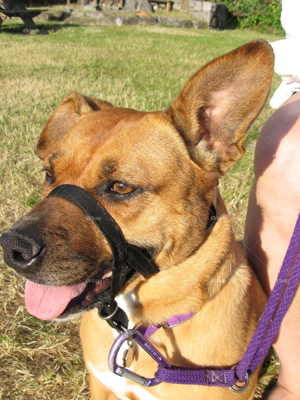 Watching the sunset at the park