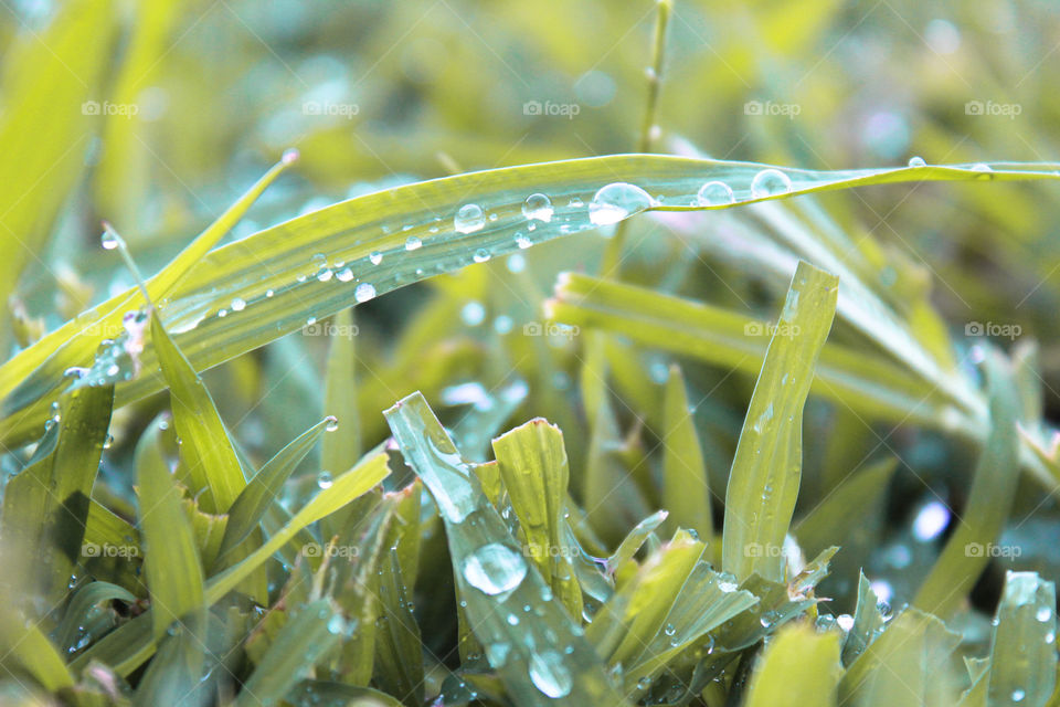 Grass 
Waterdrop 
Akash gupta
N