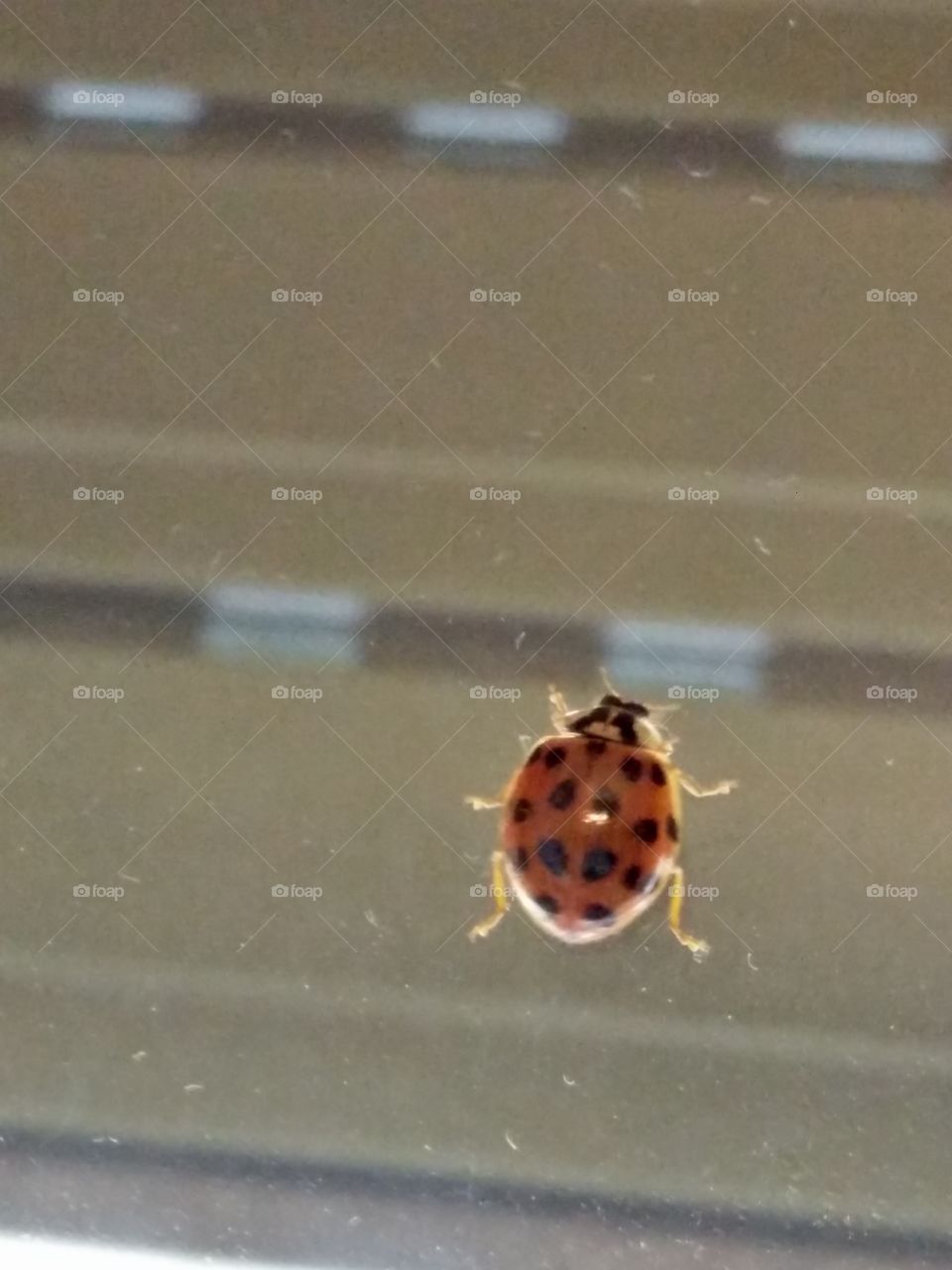 Ladybug climbing on a home window