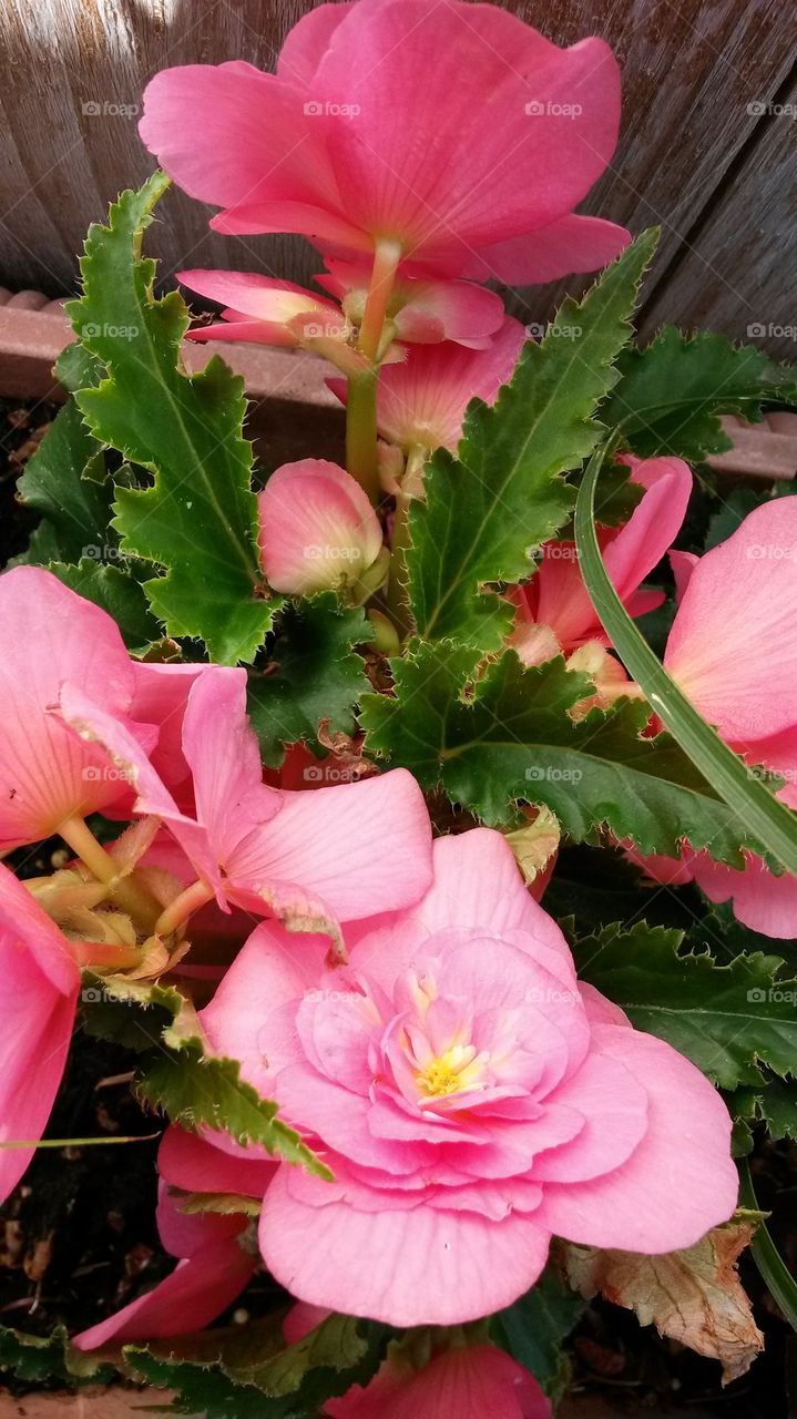 my2014 Begonias