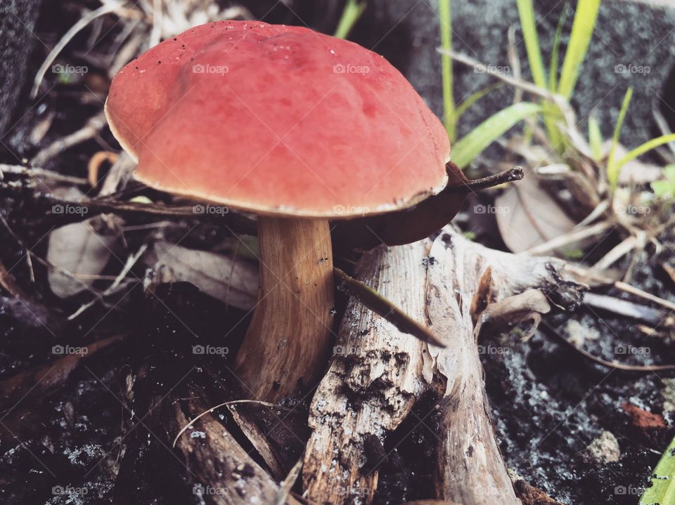 A red mushroom grows among other plants beside a tree, hoping to hide itself from the onlookers that may desire to consume it. 