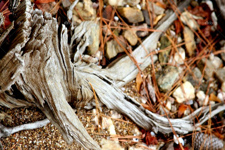 driftwood.