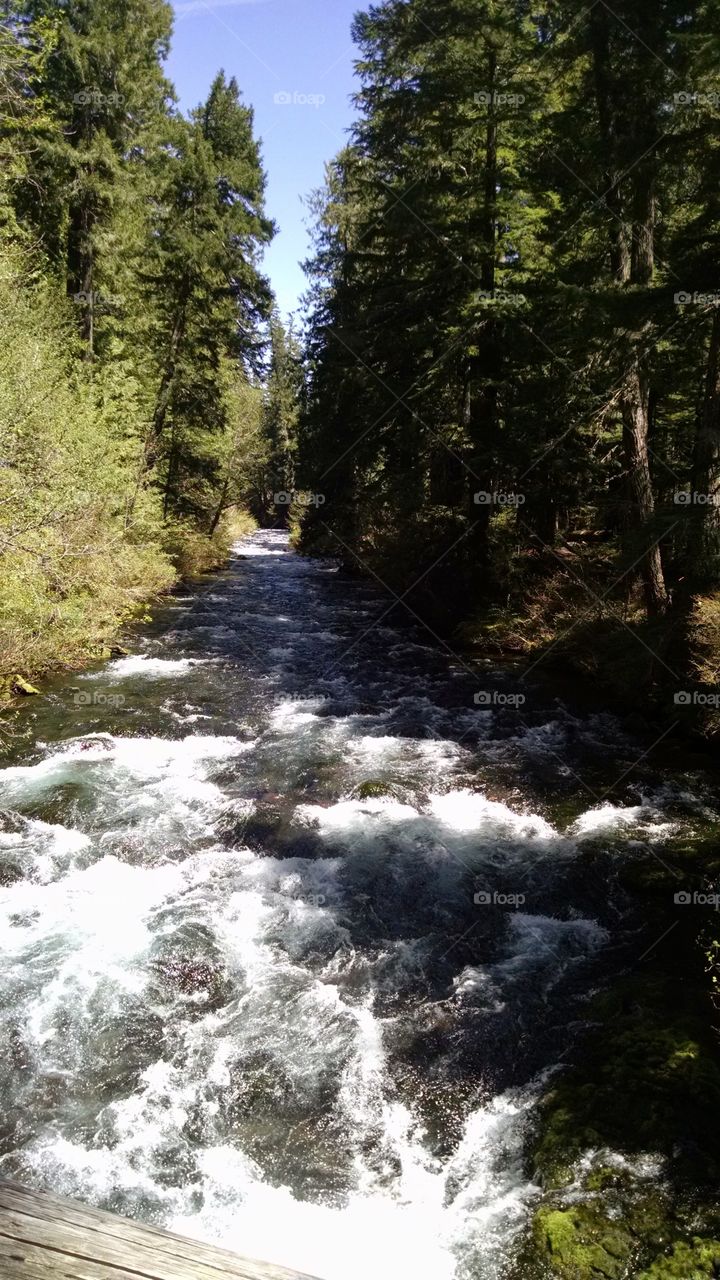 McKenzie river