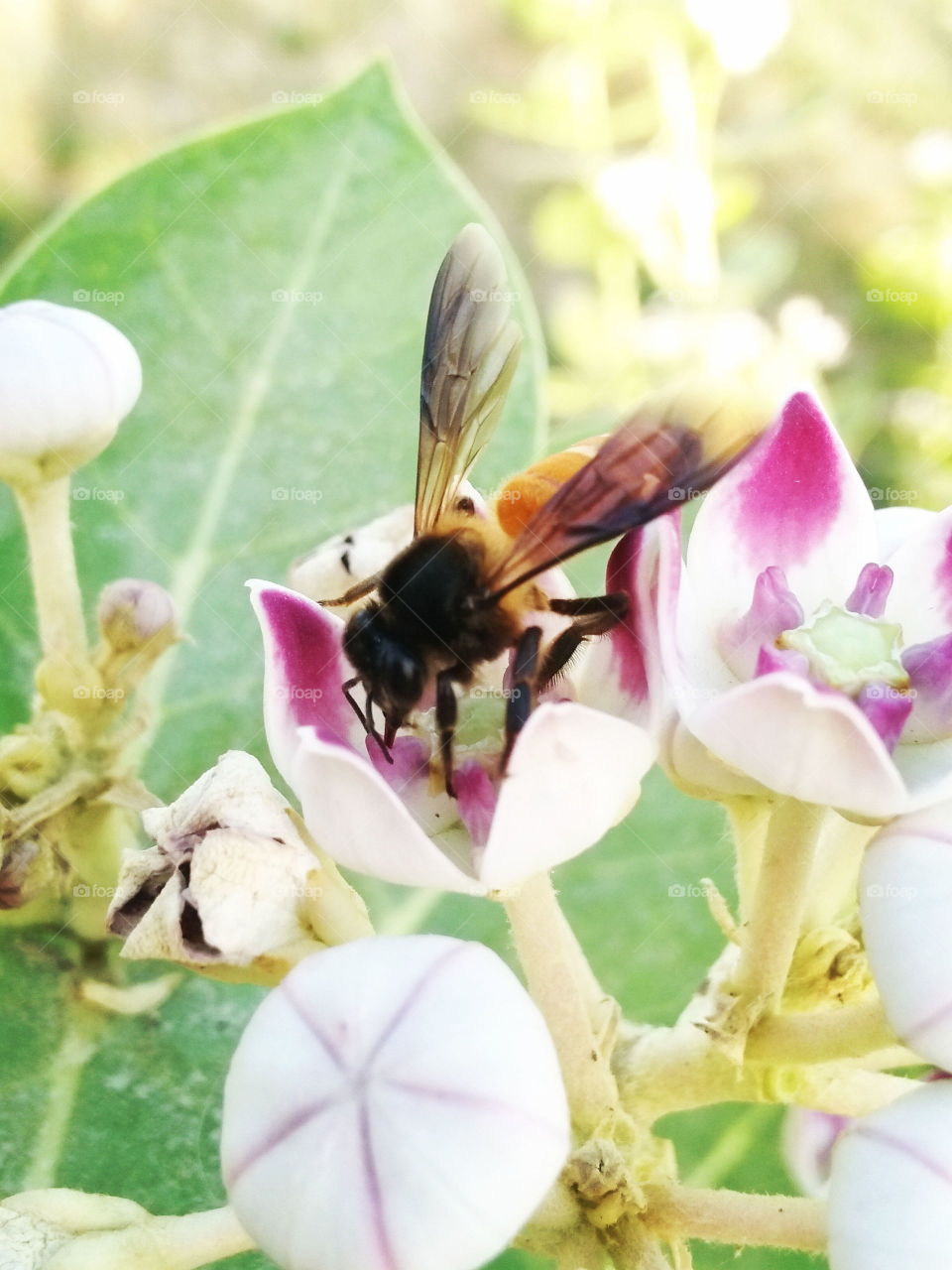 bee