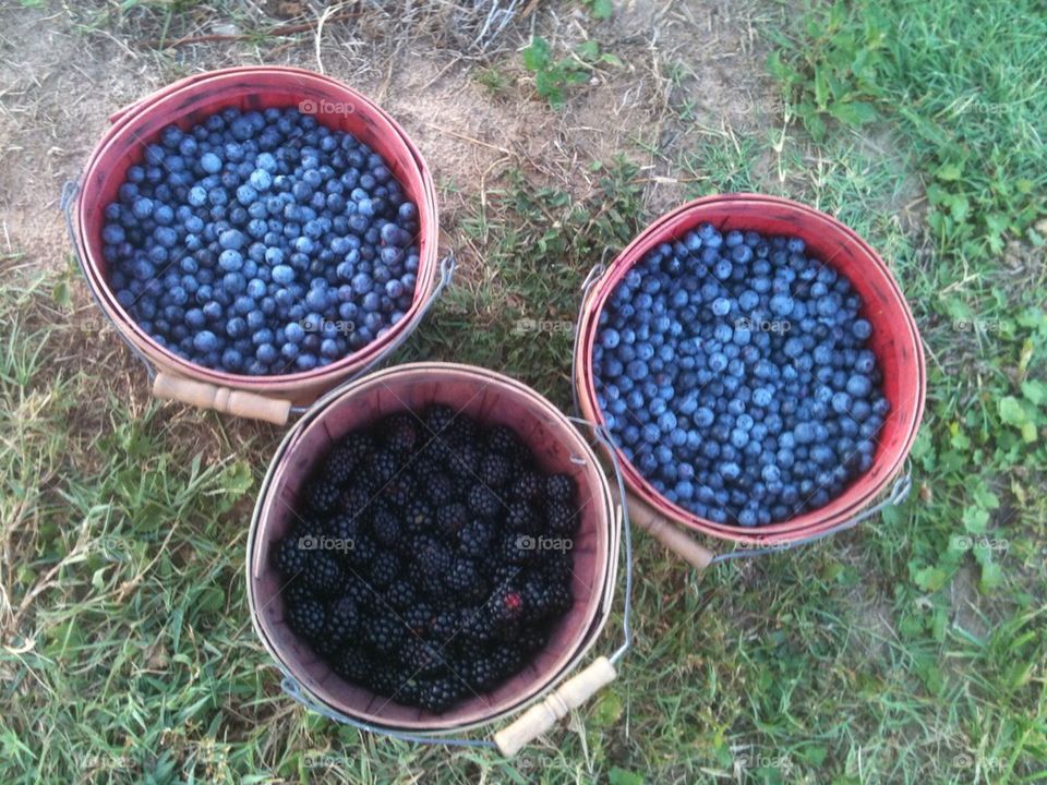 Blueberries