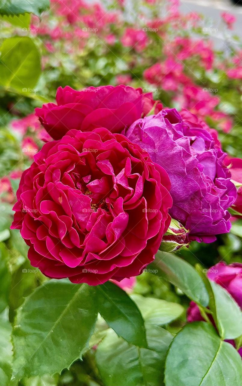 Damask roses (R. damascena) are the queens of the Persian and Arabian gardens and the most fragrant roses of the Old Garden