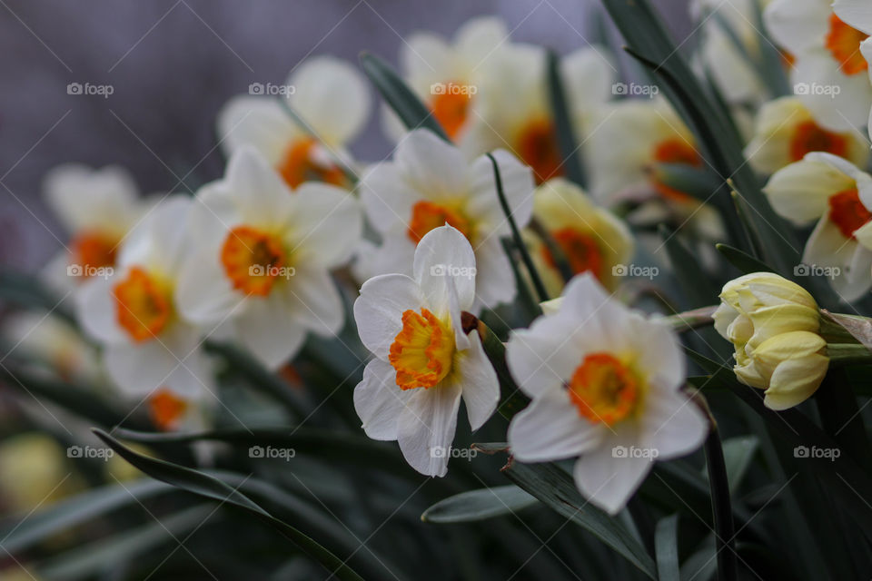 Beautiful daffodils