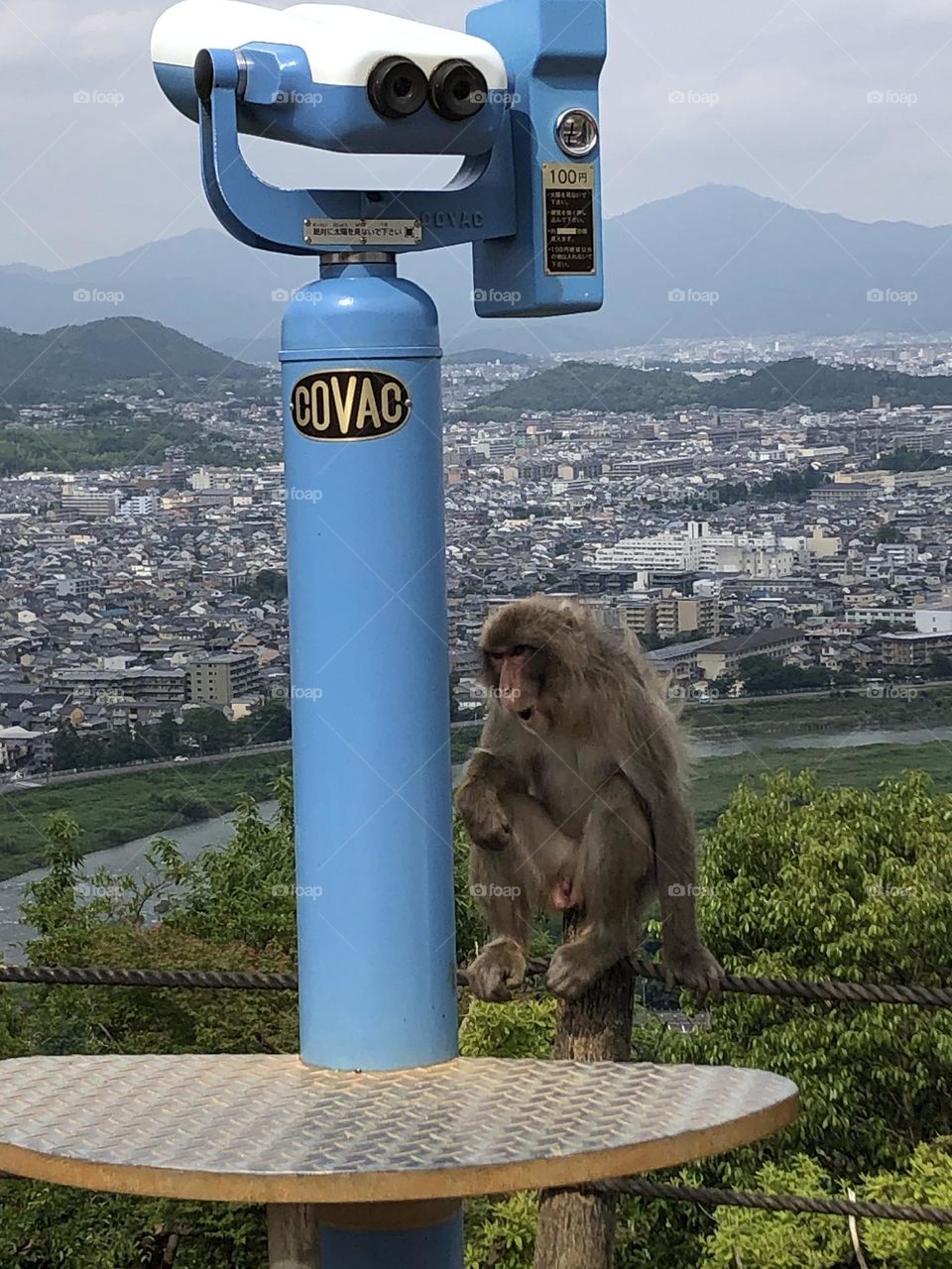 Monkey with binoculars