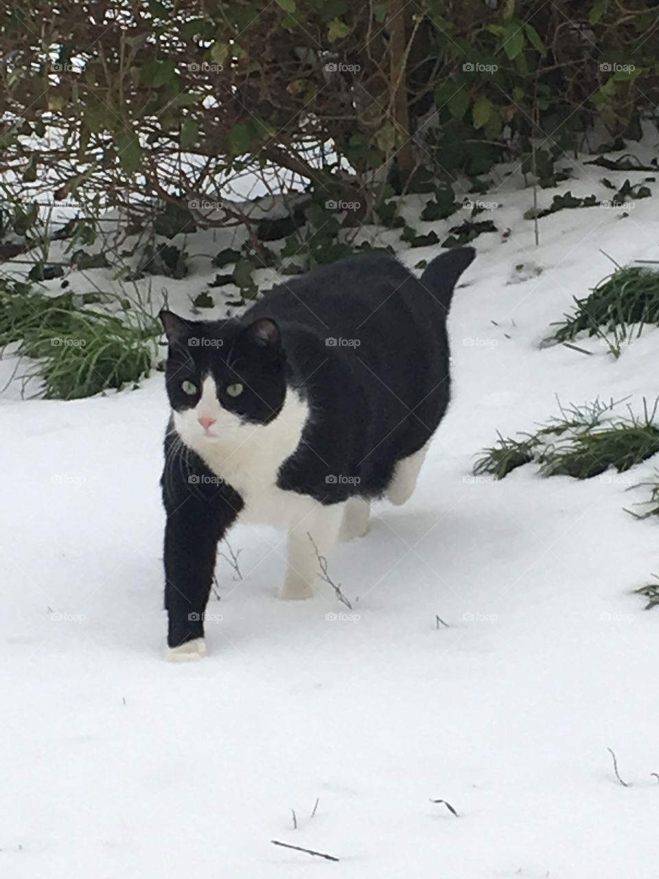 Chat noir et blanc dans la neige 