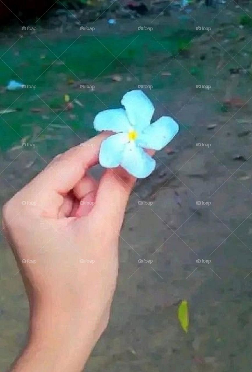 beautiful and attractive flowers in the garden.