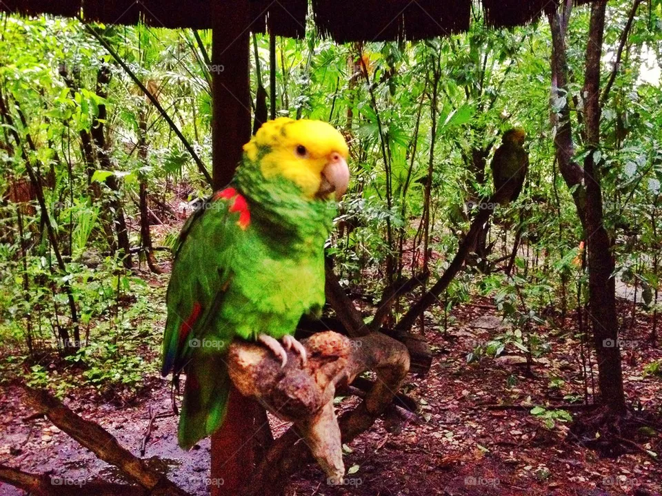Hola
