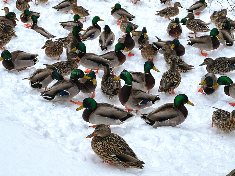 Frozen ducks 