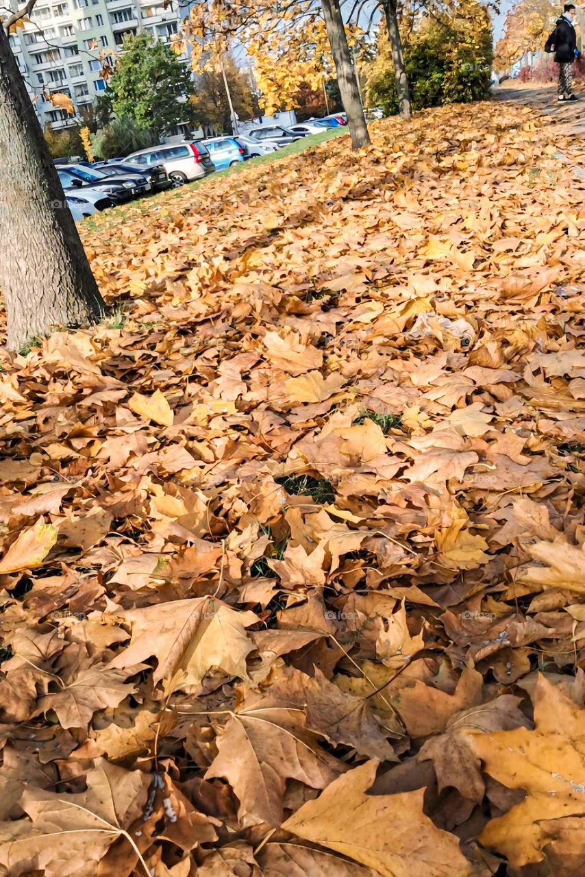the essence of autumn with a blanket of fallen leaves covering the ground, providing a warm and inviting atmosphere