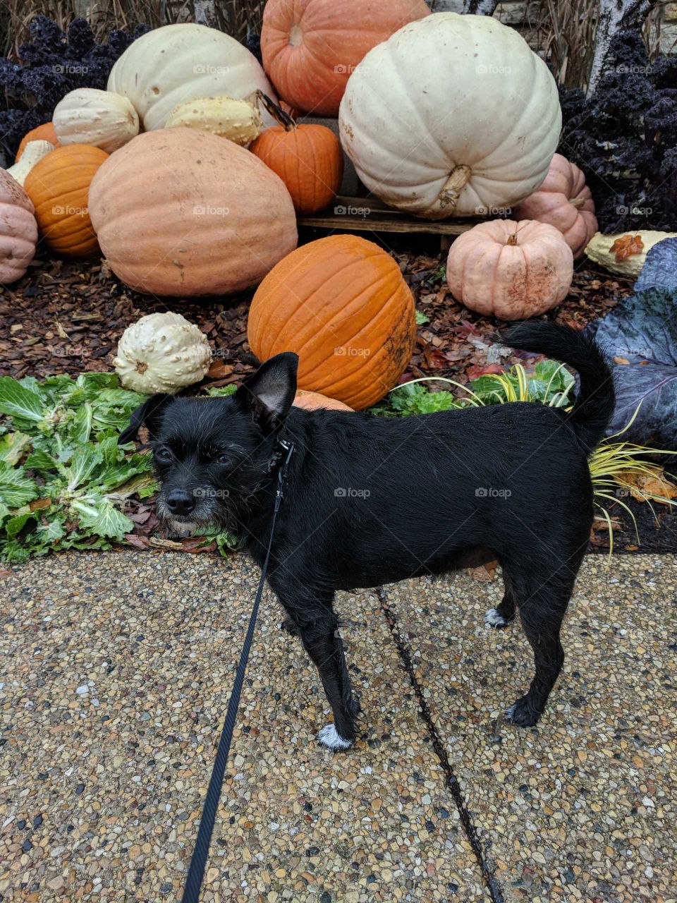 KC visiting the pumpkins