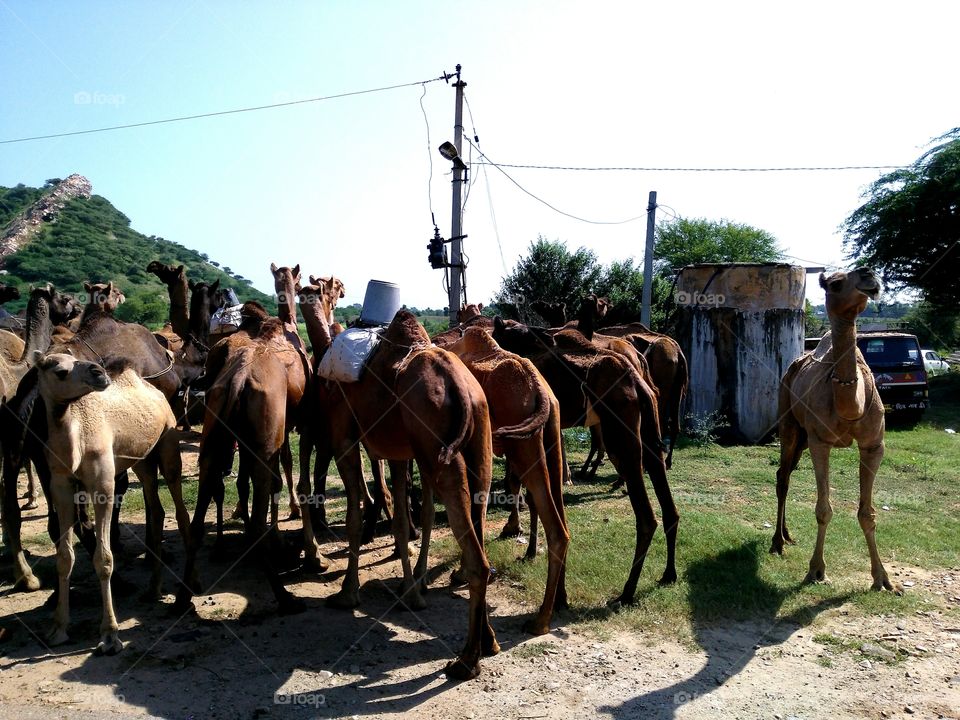 Herd of camels standing against sky