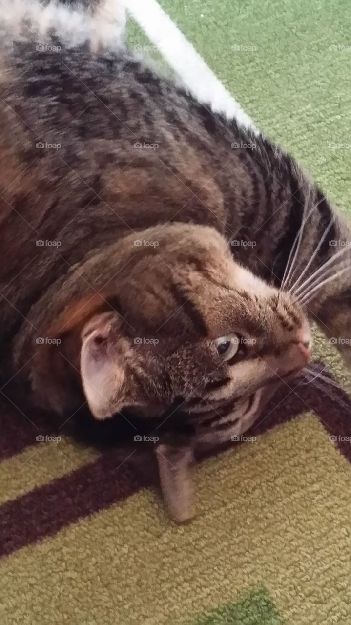 Upside down kitty