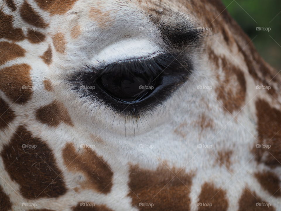 Giraffe eye 
