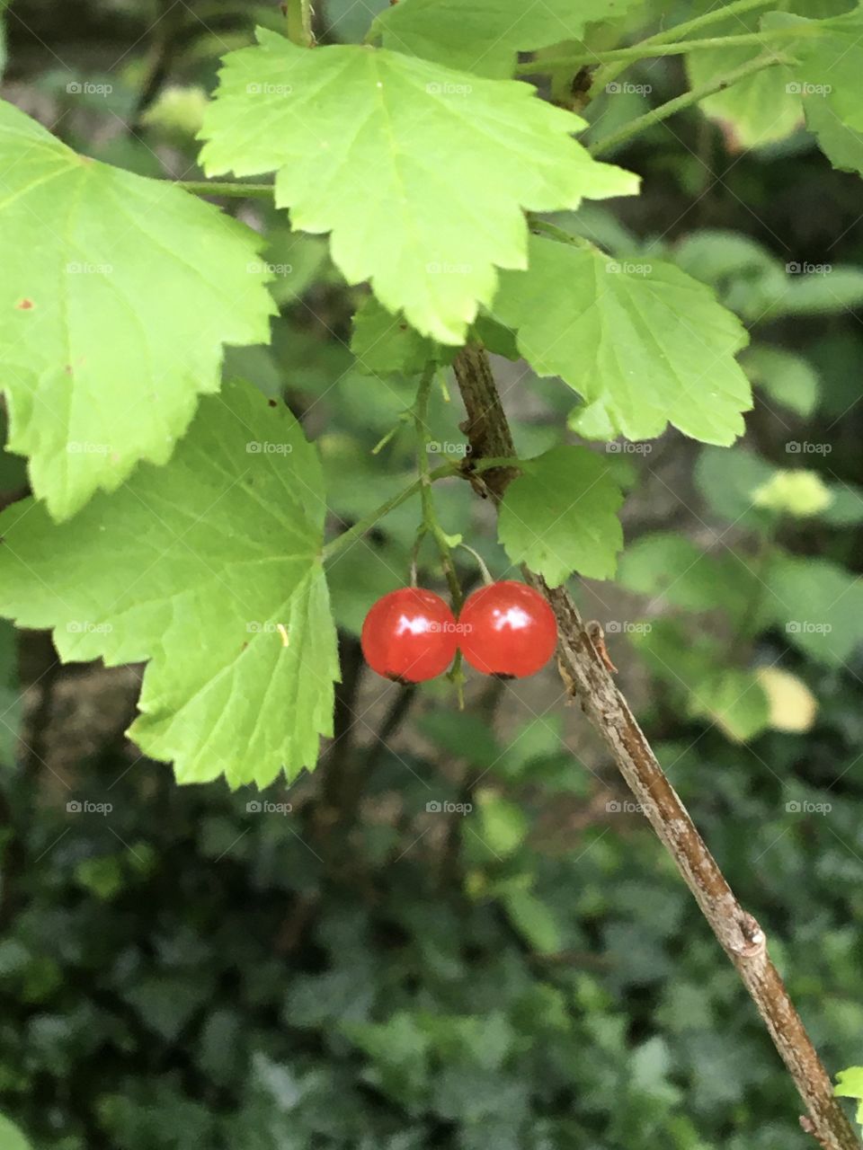 Red currant ready to be picked up