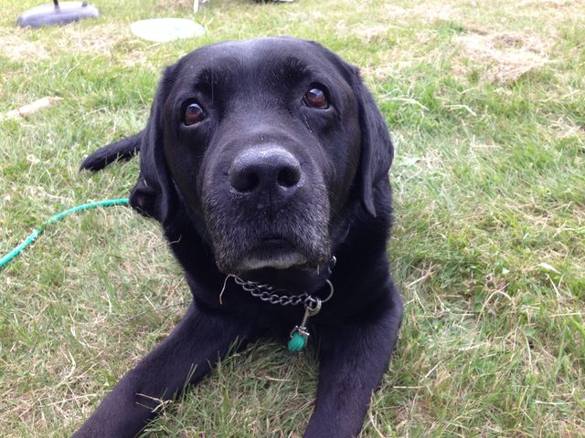 Cute dog. My beloved dog
30/01/2004 - 30/07/2015
You will be missed forever <3