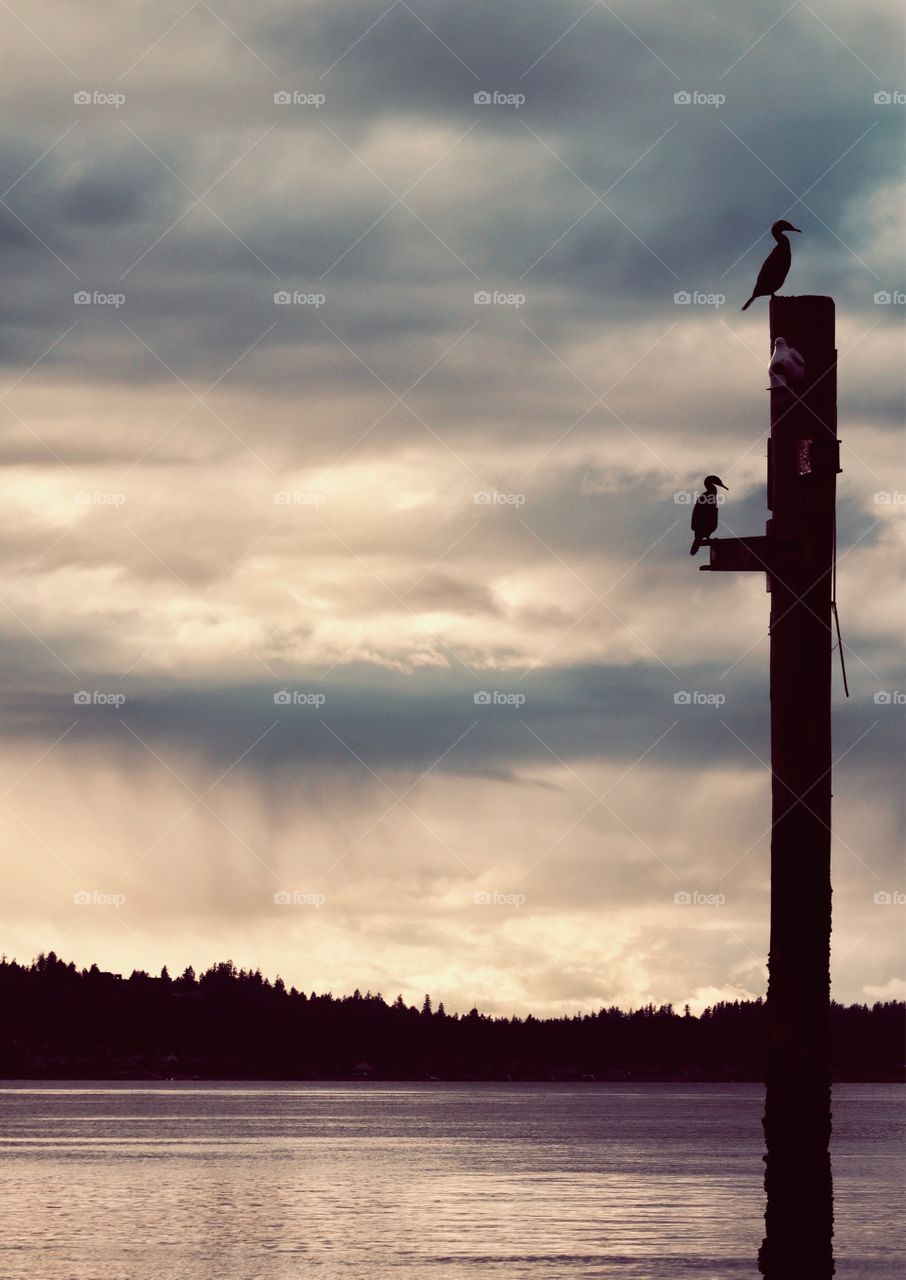 A pair of cormorants perch on an old dock post at sunset, rain clouds gathered in the backdrop