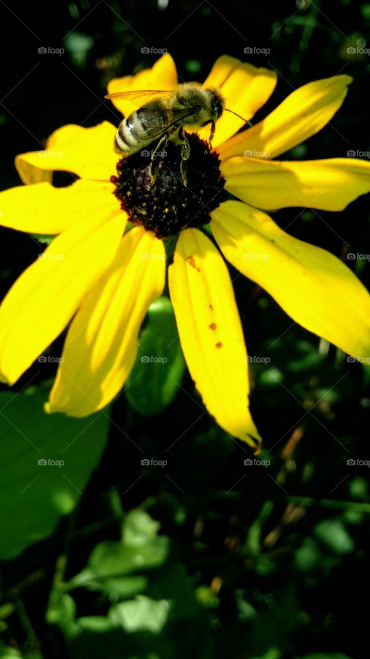 Biene auf gelber Blüte