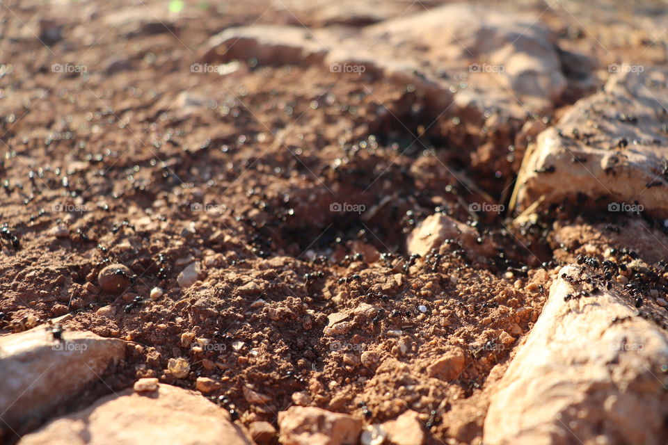 Swarm of brown ants on the ground 