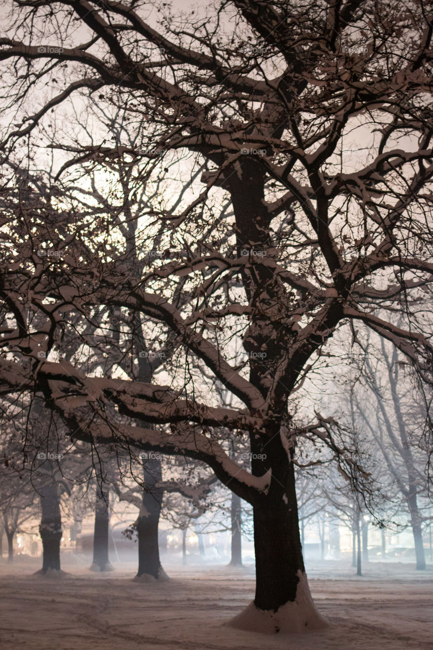 Fog amongst the trees