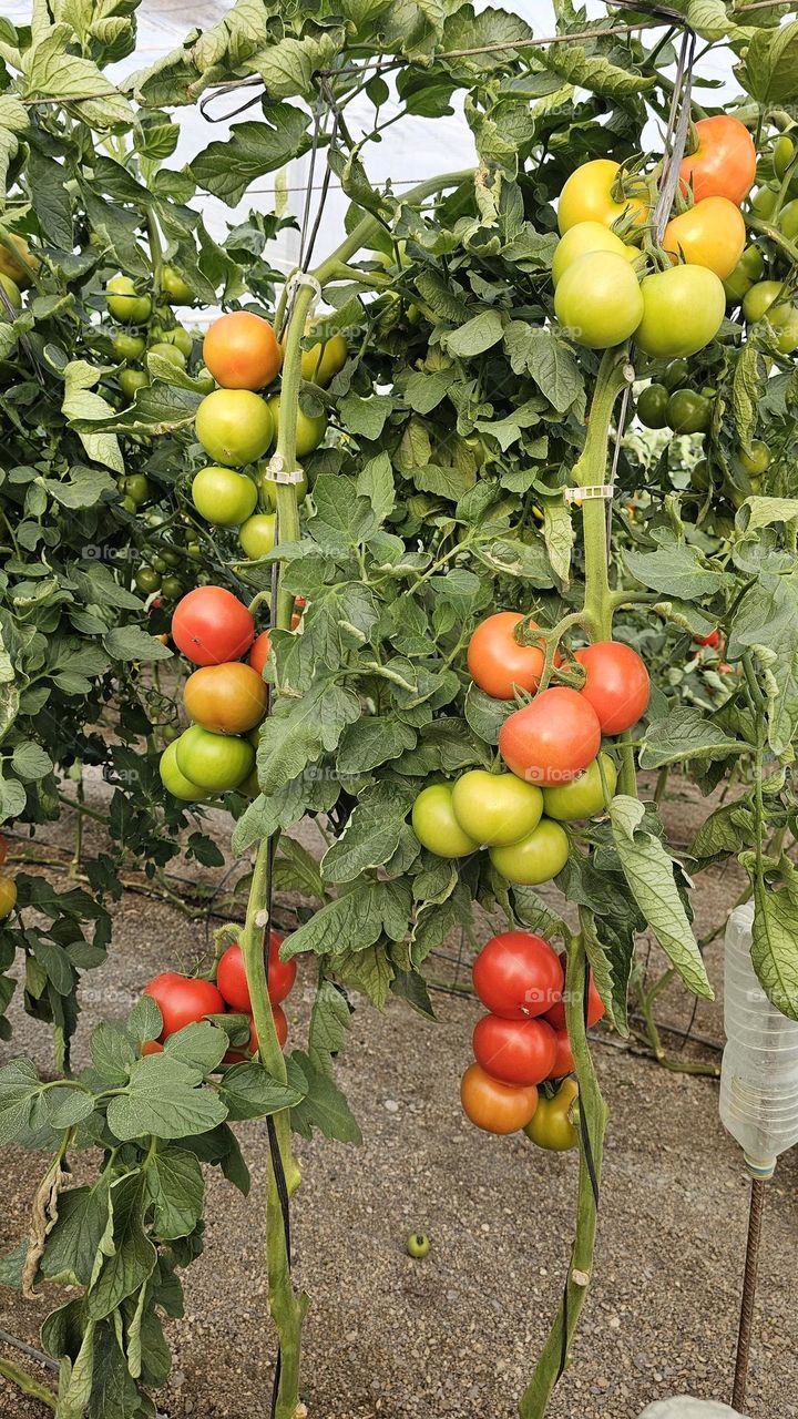 Tomates de invernadero España