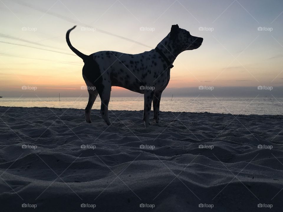 Dog on the beach at sunrise