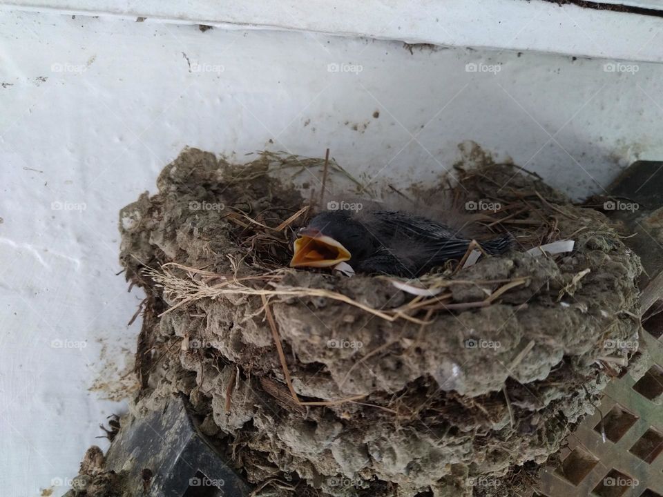 Birds make nests and give birth on our wall clocks.
