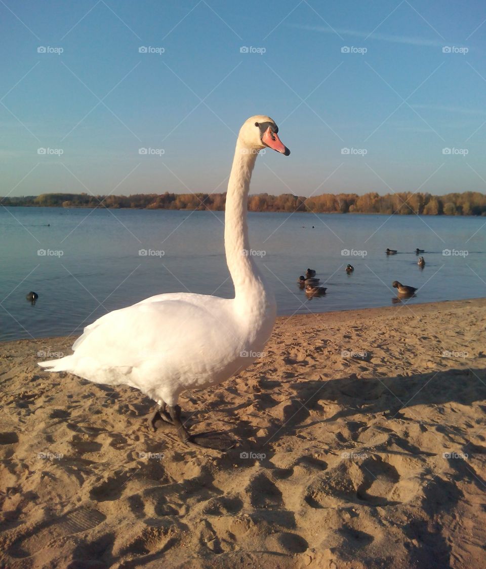 swan