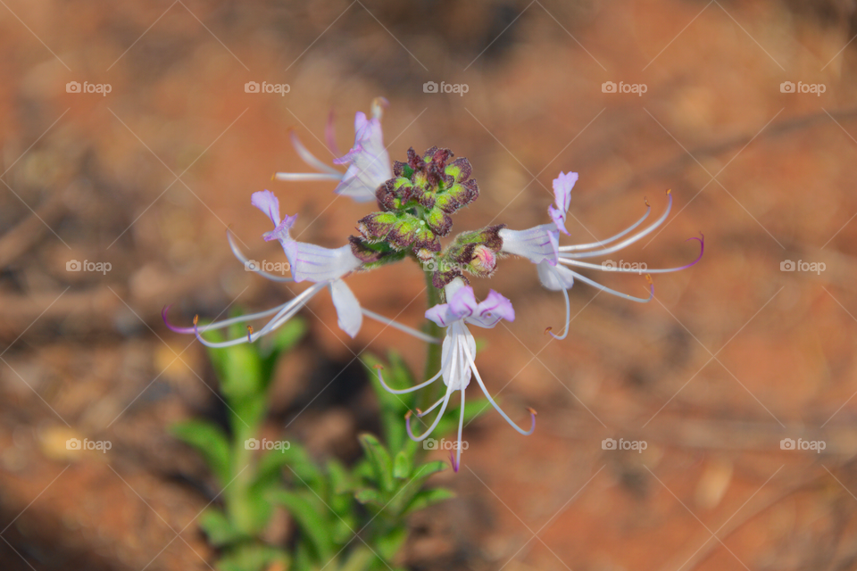 White flowers Suikerbosfontein