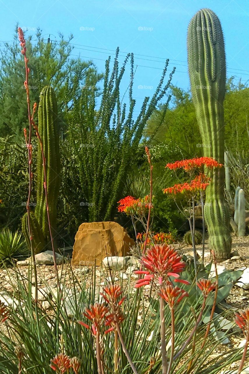 Cactus garden