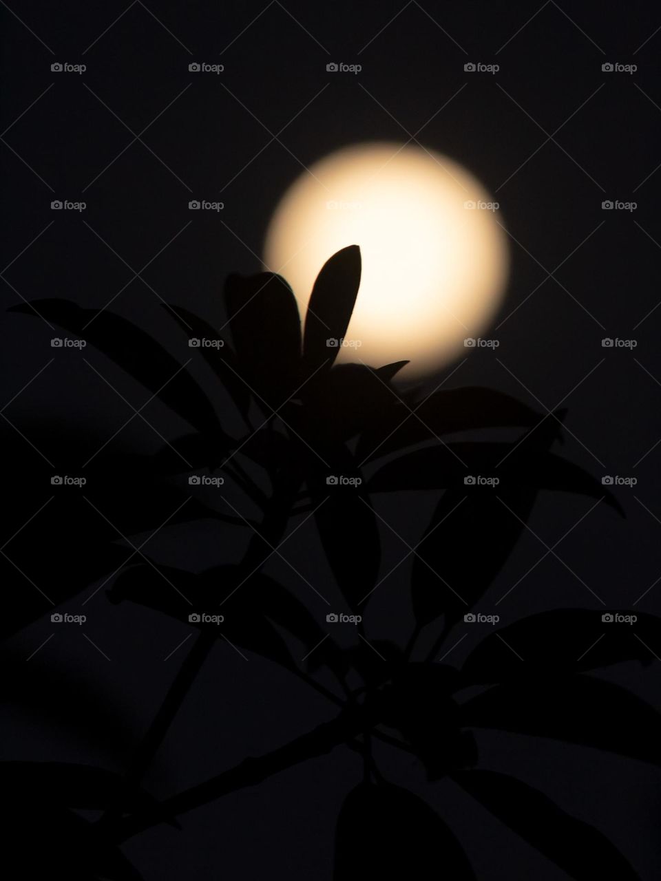 Moon Blossom