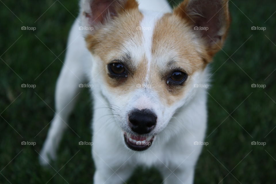 Closeup of chihuahua, Jack Russell, corgi mixed breed pup