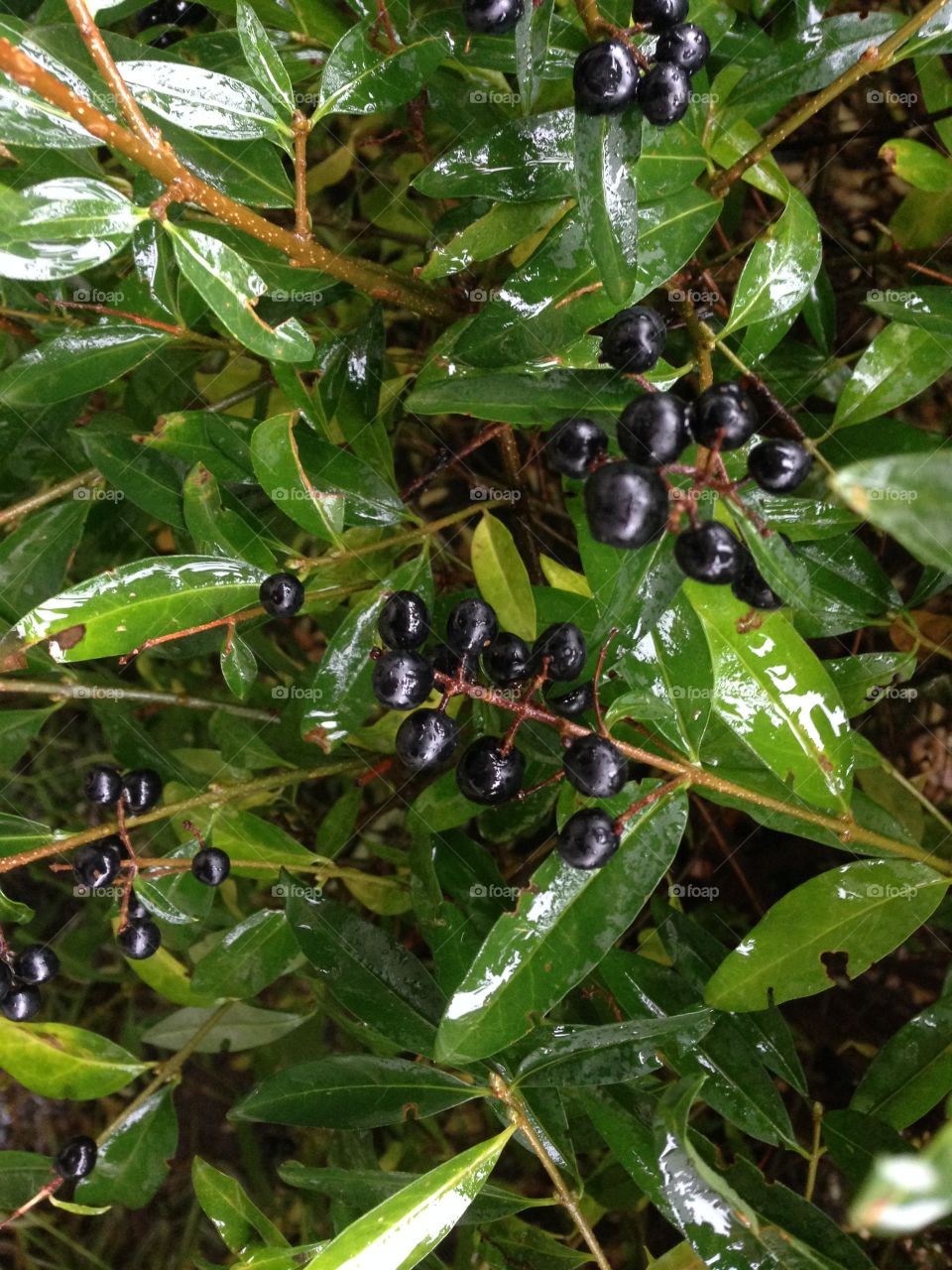 Raindrops on leaves and small black berries 