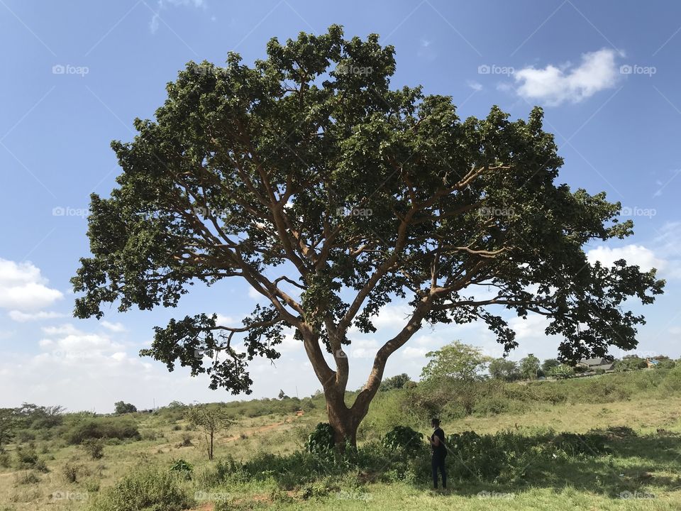 Idgneos tree which is many years old.photo taken by me