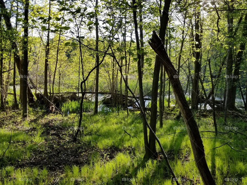 Spring Swamp