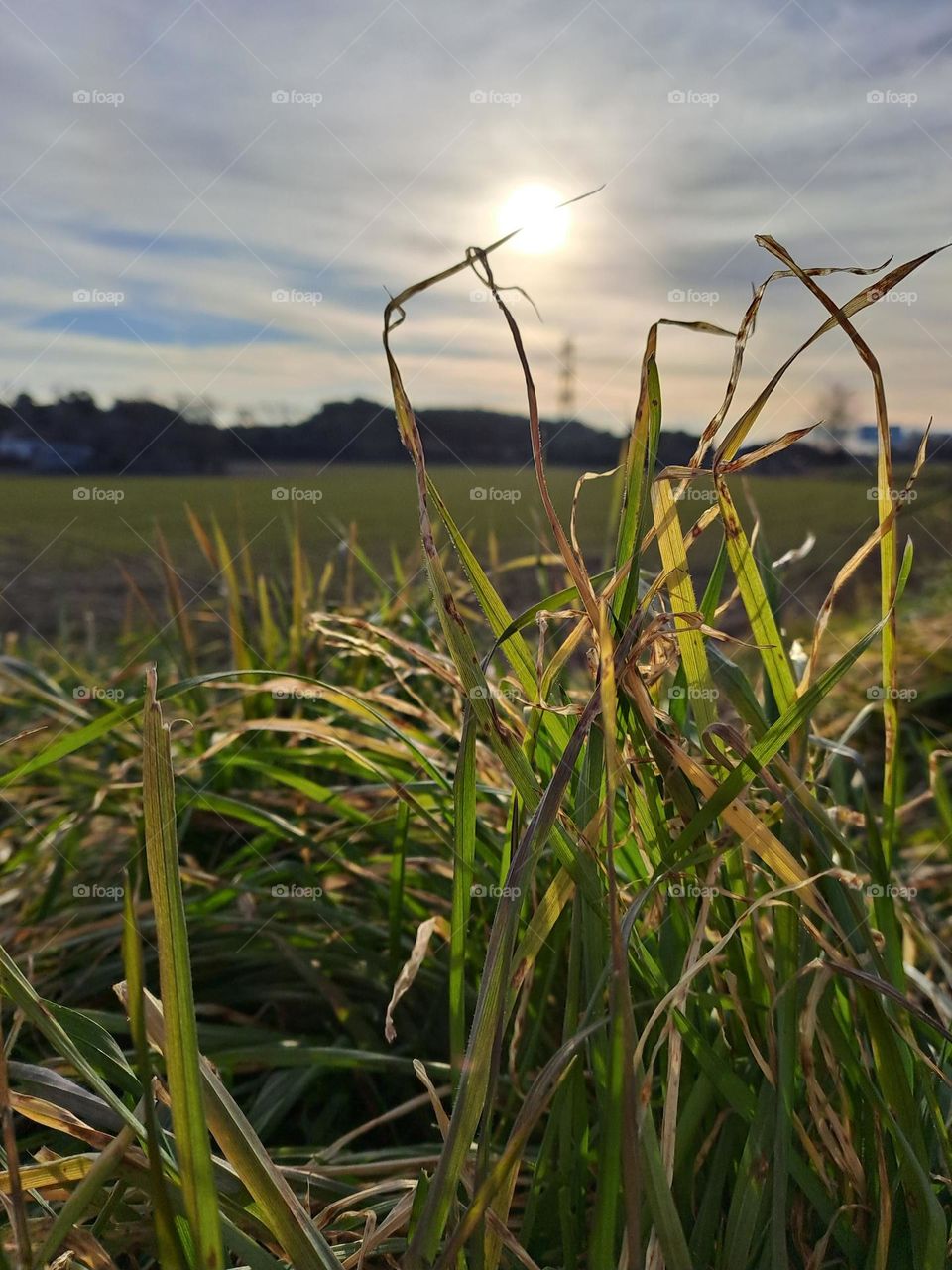 compagine la hierba con el cielo