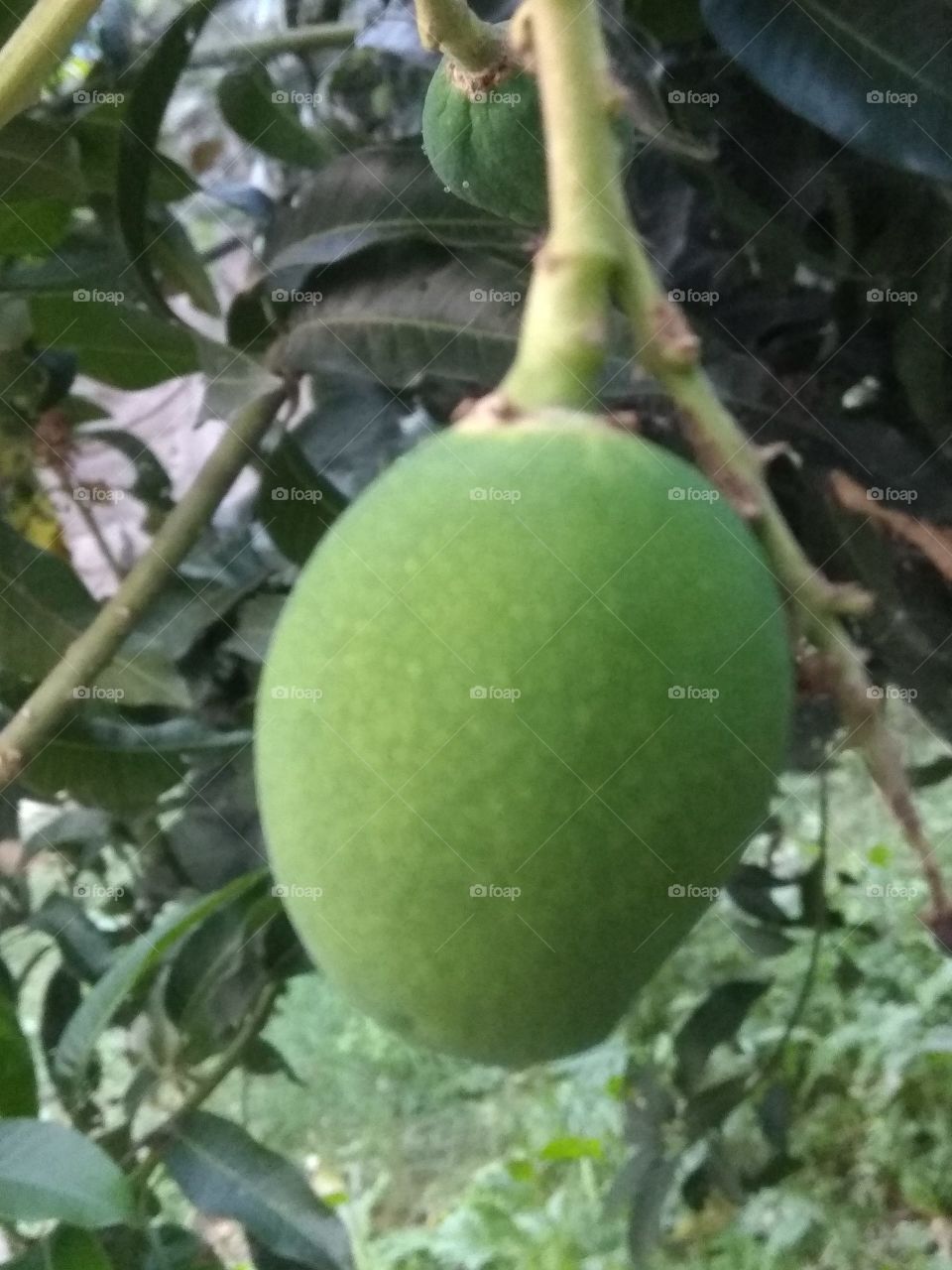 unripe mango