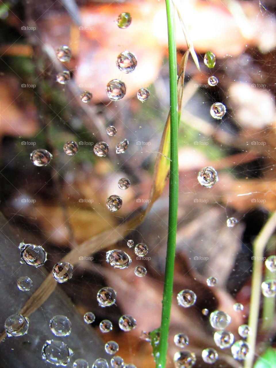 droplets on cobwebs