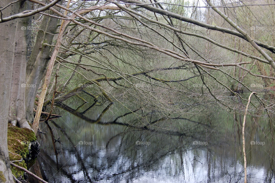 Tree reflection on water