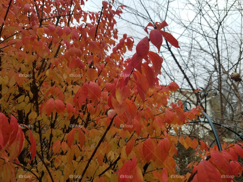 Fall, Leaf, Season, Tree, Nature