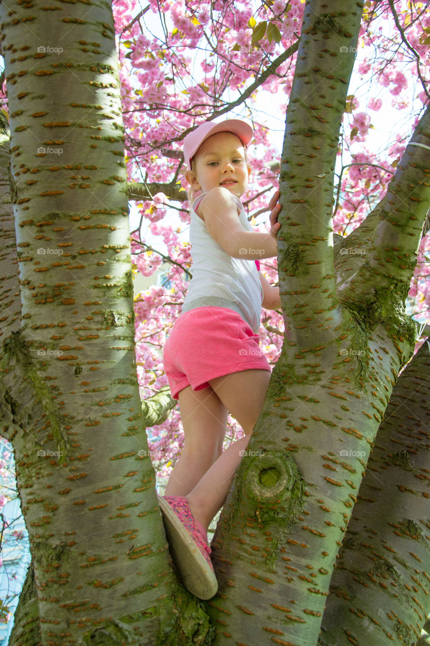 Young girl i climbing a cherry blossom tree in Malmö Sweden.