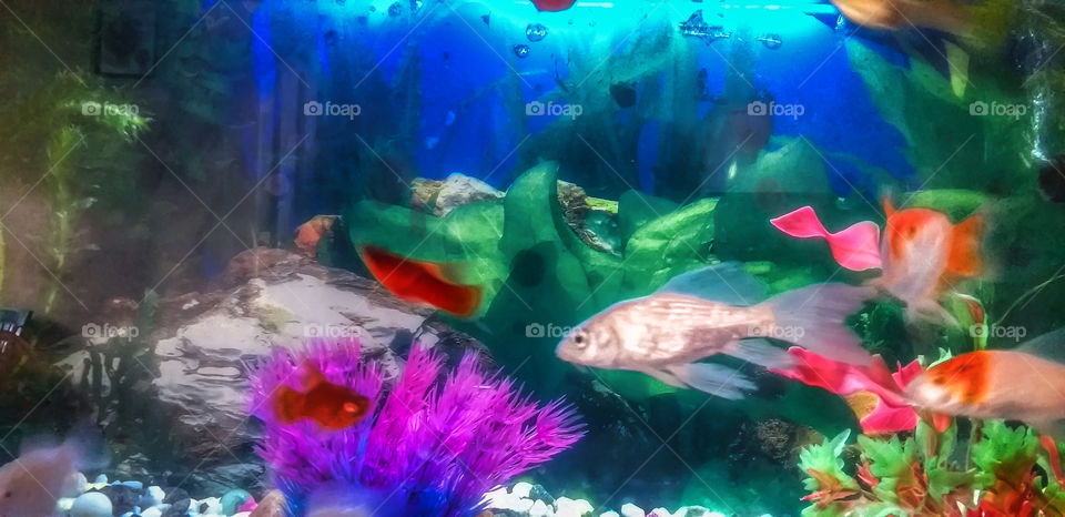 beautiful silver fish in fish tank