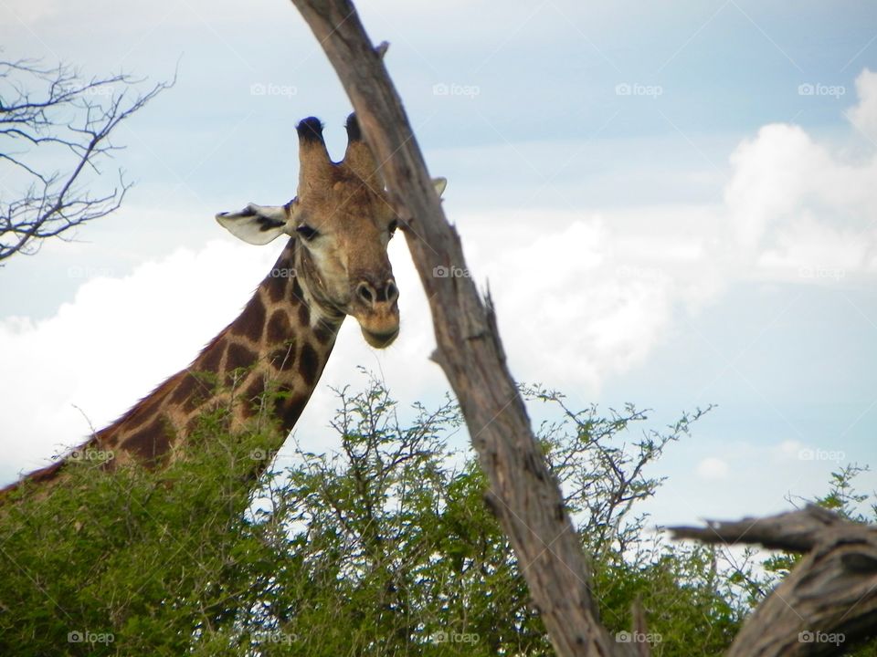 A giraffe in Botswana 