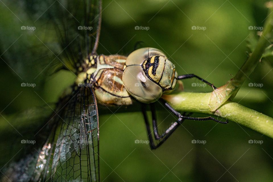 A dragonfly on a green leaf closeup 